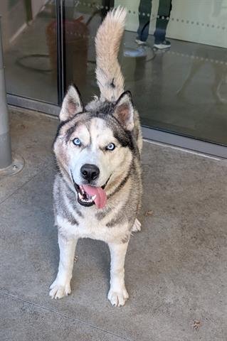 CONNOR - Siberian Husky available for adoption
