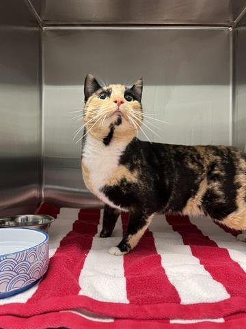 TIANA - Domestic Short Hair available for adoption