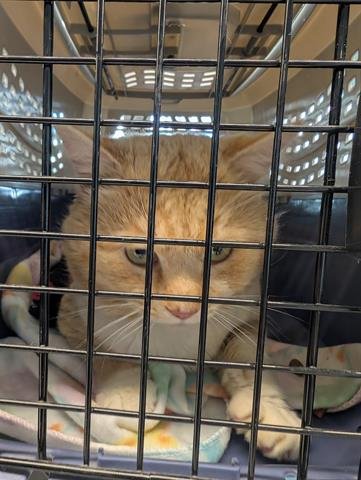 HAROLD - Domestic Short Hair available for adoption