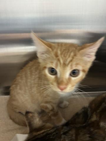 MARIGOLD - Domestic Short Hair available for adoption