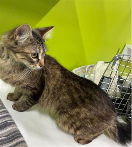 SNICKERS - Domestic Medium Hair available for adoption