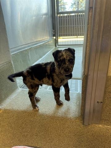 FLAPJACK - Queensland Heeler available for adoption