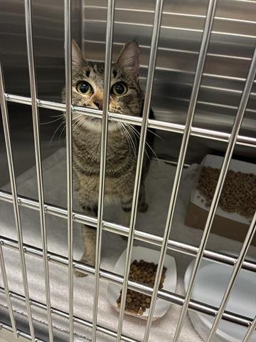 TACO - Domestic Short Hair available for adoption