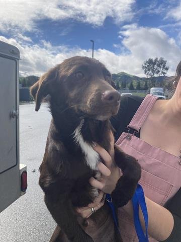 LOUIE - Border Collie available for adoption