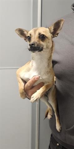 MAGGIE - Chihuahua available for adoption