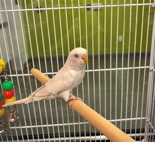 SNOW WHITE - Parakeet - Other available for adoption