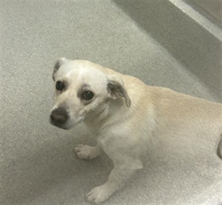 KAINE - Terrier available for adoption