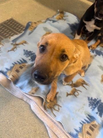 GEORGIA - German Shepherd Dog available for adoption