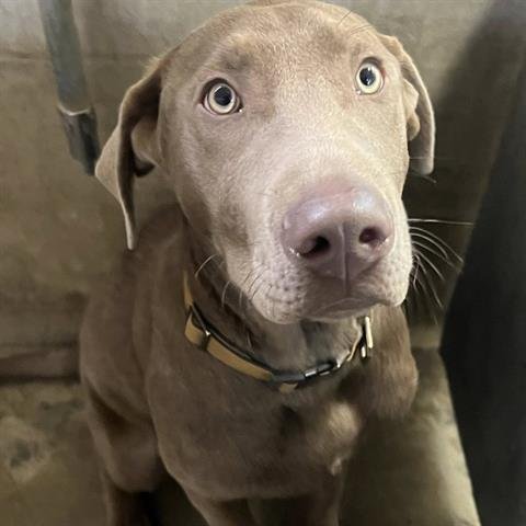 BLAKE - Weimaraner available for adoption