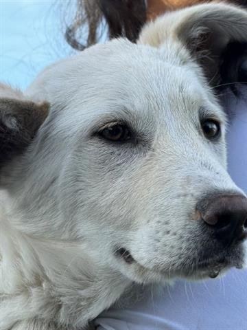 JACK JACK - Great Pyrenees available for adoption