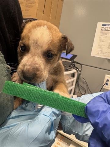 BEAU - Chihuahua available for adoption