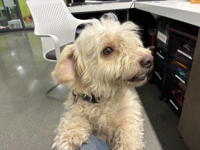 LUKE - Maltese / Poodle (Miniature) available for adoption