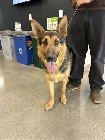 ALFIE - German Shepherd Dog available for adoption