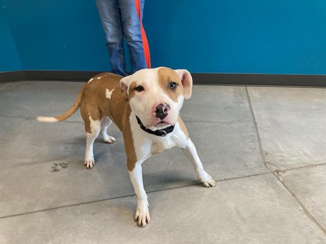 PATCHES - Pit Bull Terrier available for adoption