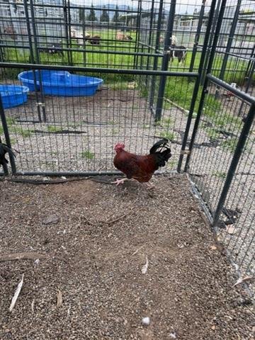 A132574 - Chicken available for adoption
