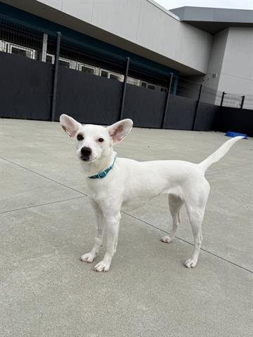 ZARA - Chihuahua available for adoption