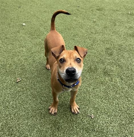 SIMBA - Pit Bull Terrier available for adoption