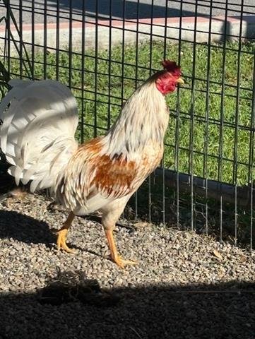 BILLY - Chicken available for adoption