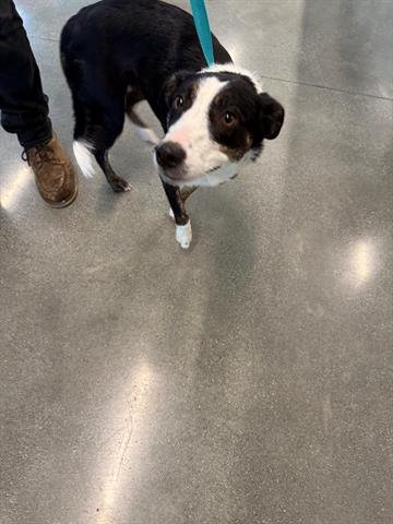 KELSEY - Border Collie available for adoption