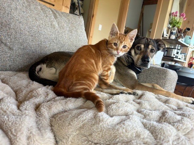 RIC O-SHEA - Domestic Short Hair available for adoption