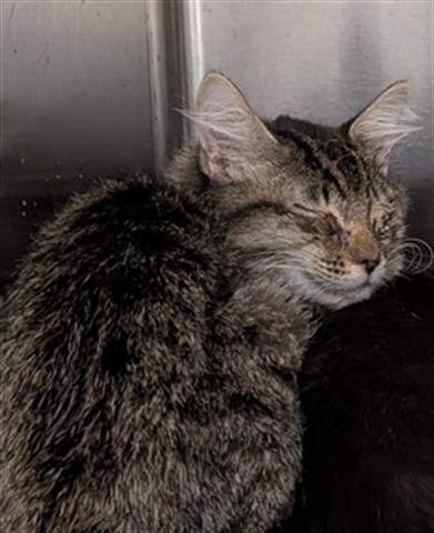 IKE - Domestic Short Hair available for adoption