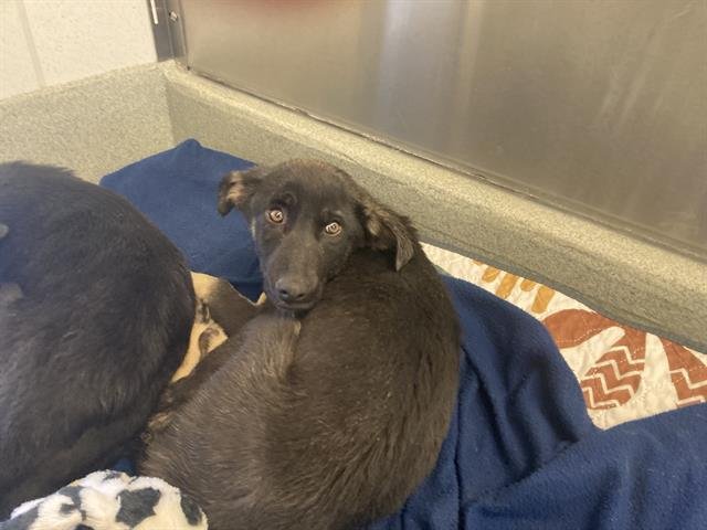 BOB THE DOG - German Shepherd Dog available for adoption