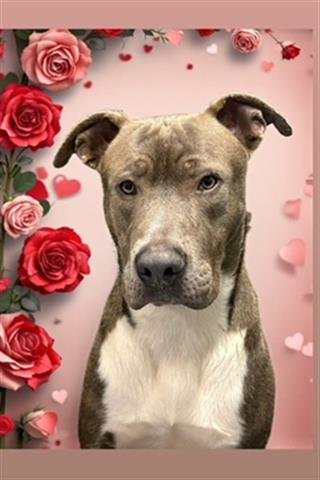 VALENTINO - Pit Bull Terrier available for adoption