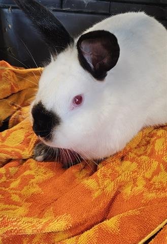 JIM - Shorthaired Rabbit available for adoption