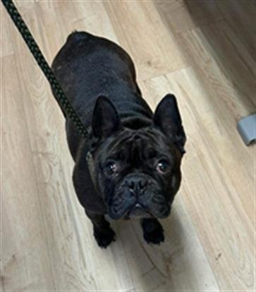 CAMI - French Bulldog available for adoption