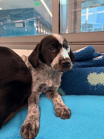 GRANITE - Australian Cattle Dog/Blue Heeler available for adoption