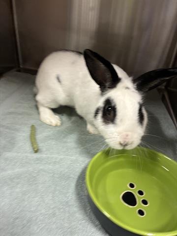 BRENT - Shorthaired Rabbit available for adoption