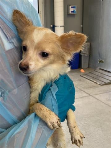 RUSSELL - Chihuahua available for adoption