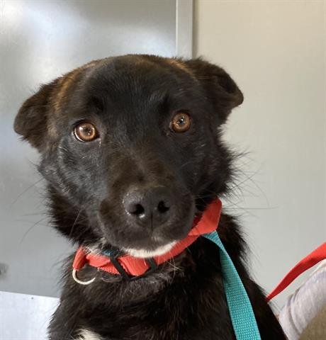 HURLEY - Australian Shepherd available for adoption