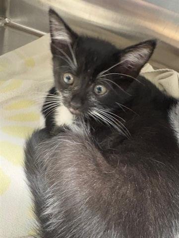 SAMMY - Domestic Short Hair available for adoption