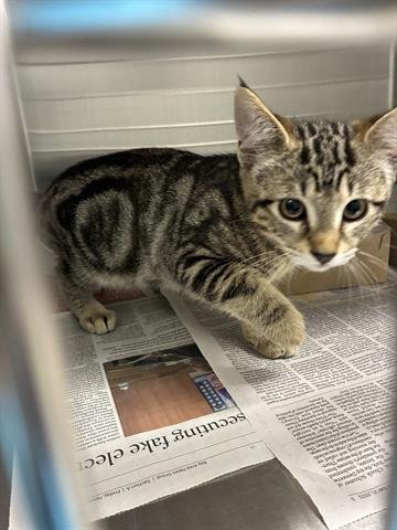 REN - Domestic Short Hair available for adoption