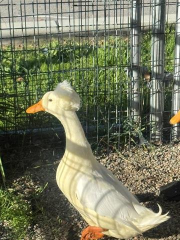 MAX - Duck available for adoption