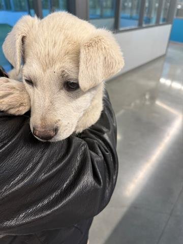 BRANDON - Great Pyrenees available for adoption