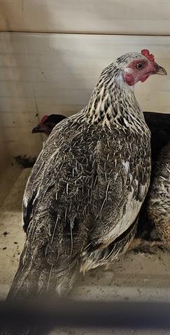A132814 - Chicken available for adoption