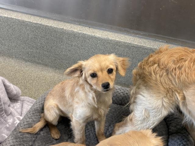 LOLA - Cavalier King Charles Spaniel available for adoption