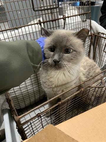 +DELILAH - Domestic Short Hair available for adoption