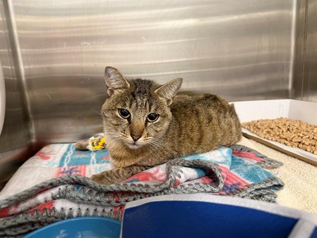 DELLA - Domestic Short Hair available for adoption