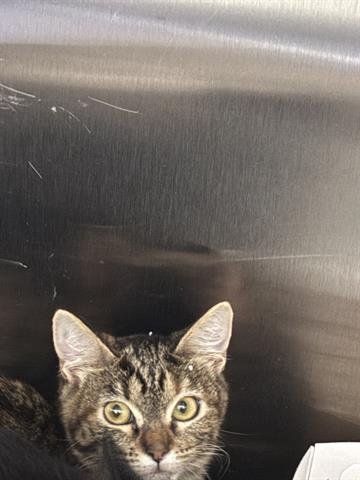 GRETEL - Domestic Short Hair available for adoption