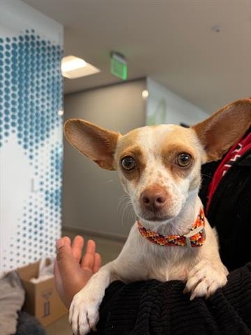 LUPITA - Chihuahua available for adoption