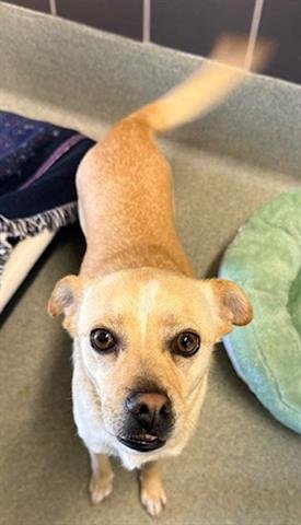 BORIS - Patterdale Terrier (Fell Terrier) available for adoption