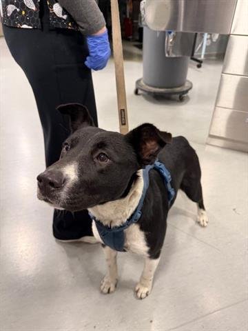 DASHI - Queensland Heeler available for adoption