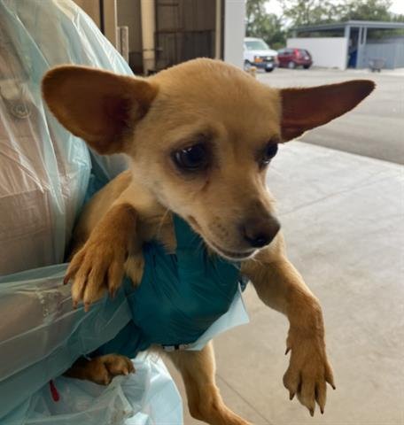 CHARLENE - Chihuahua available for adoption