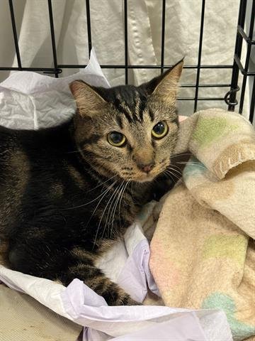 BARN CAT - Domestic Medium Hair available for adoption