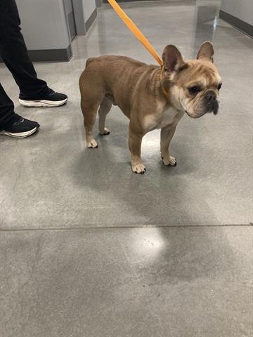 CHAI - French Bulldog available for adoption