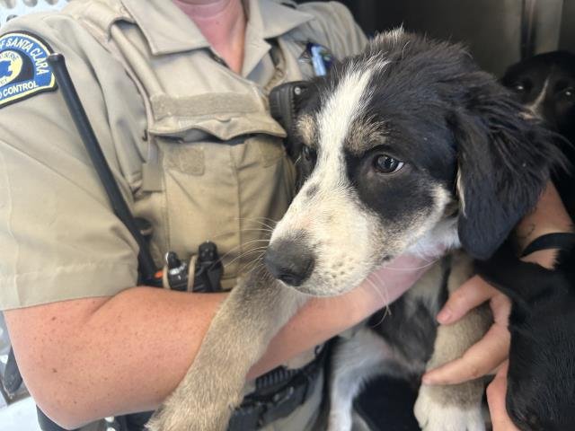 BUBBA - Border Collie / Labrador Retriever available for adoption