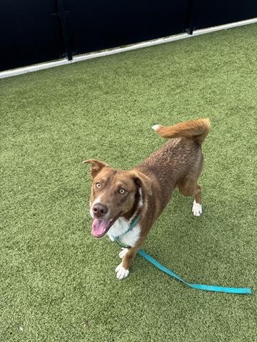 REBA - Border Collie available for adoption